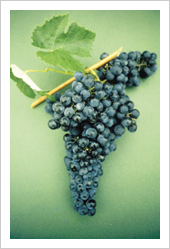 Casta Castel&atilde;o